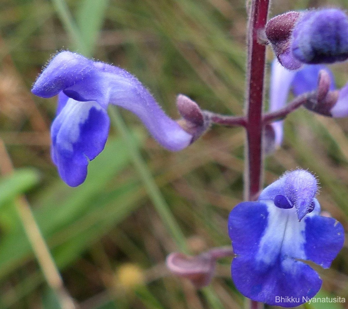 Scutellaria violacea var. violacea Heyne ex Benth.